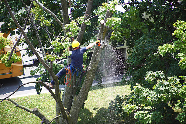 Best Hedge Trimming  in Hlside, IL