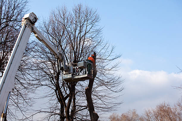  Hlside, IL Tree Care Pros